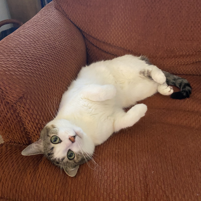 Home Is Where Your Cats Are