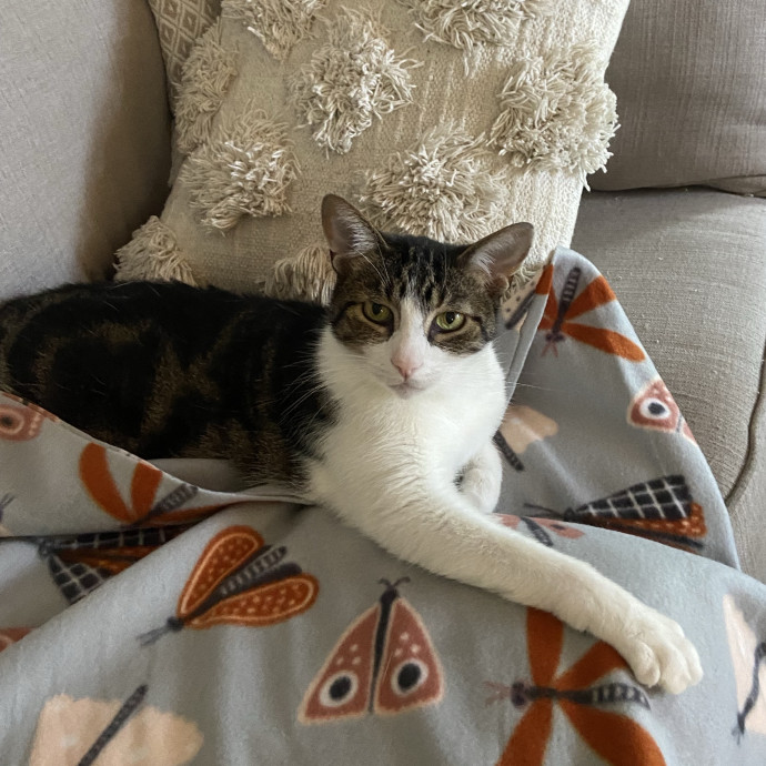 Home Is Where Your Cats Are