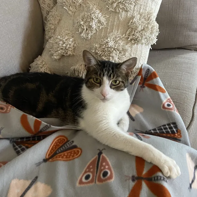 Home Is Where Your Cats Are