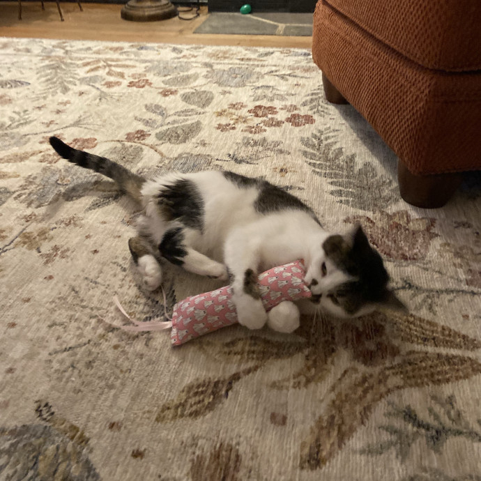 Home Is Where Your Cats Are