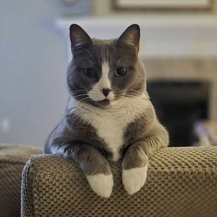 Home Is Where Your Cats Are