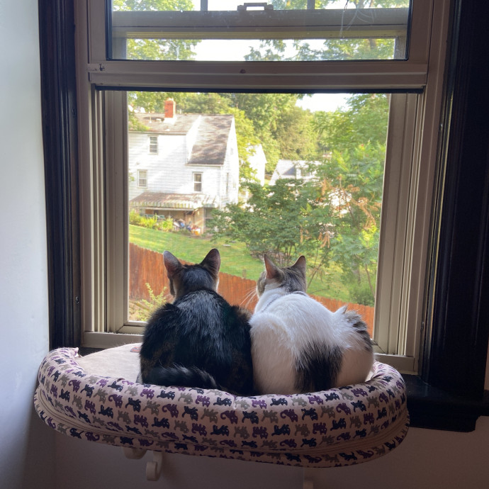 Home Is Where Your Cats Are photo 3