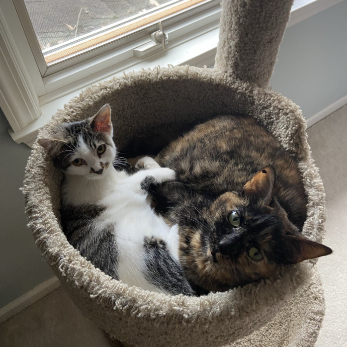 Home Is Where Your Cats Are photo 2