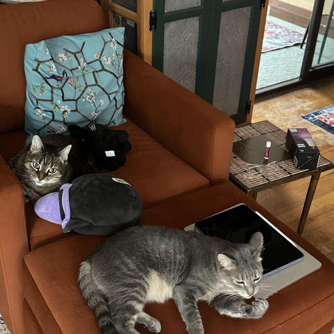 Your New Favorite Cat Sitter