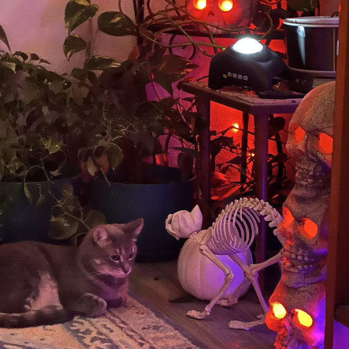Your New Favorite Cat Sitter