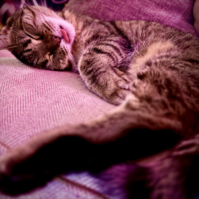Your New Favorite Cat Sitter photo 3