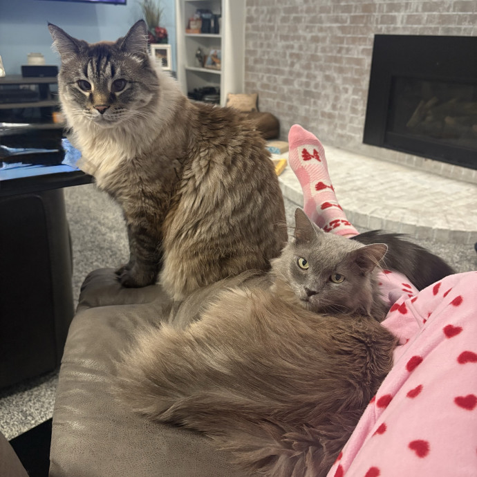 Carol's Cats - Providing Peace Of Mind