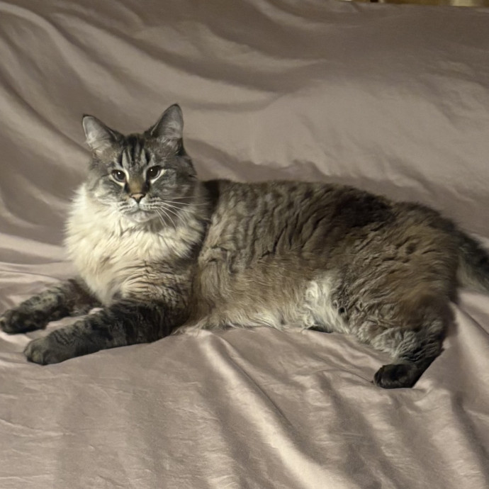 Carol's Cats - Providing Peace Of Mind
