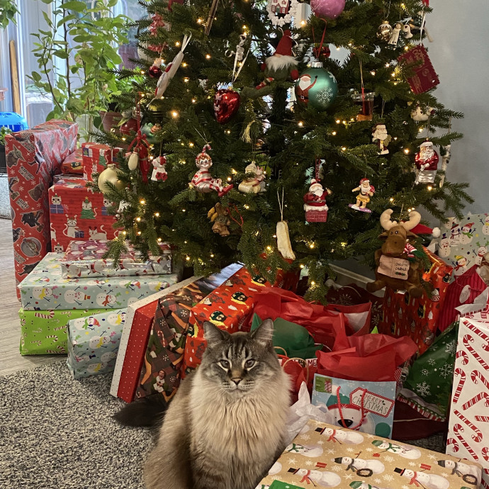 Carol's Cats - Providing Peace Of Mind