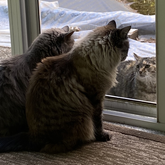 Carol's Cats - Providing Peace Of Mind