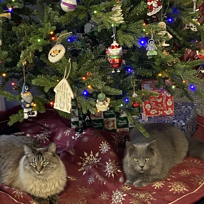 Carol's Cats - Providing Peace Of Mind