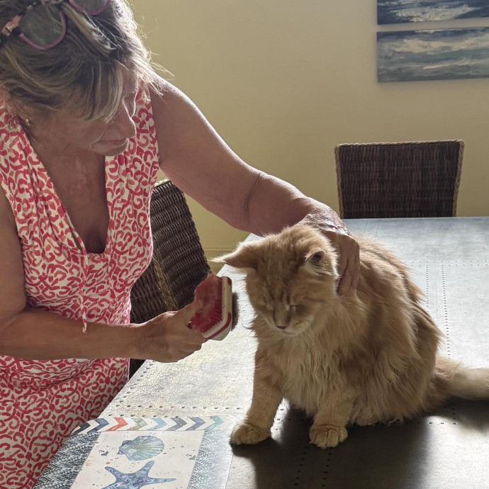 Low Country Cat Whisperer Deb