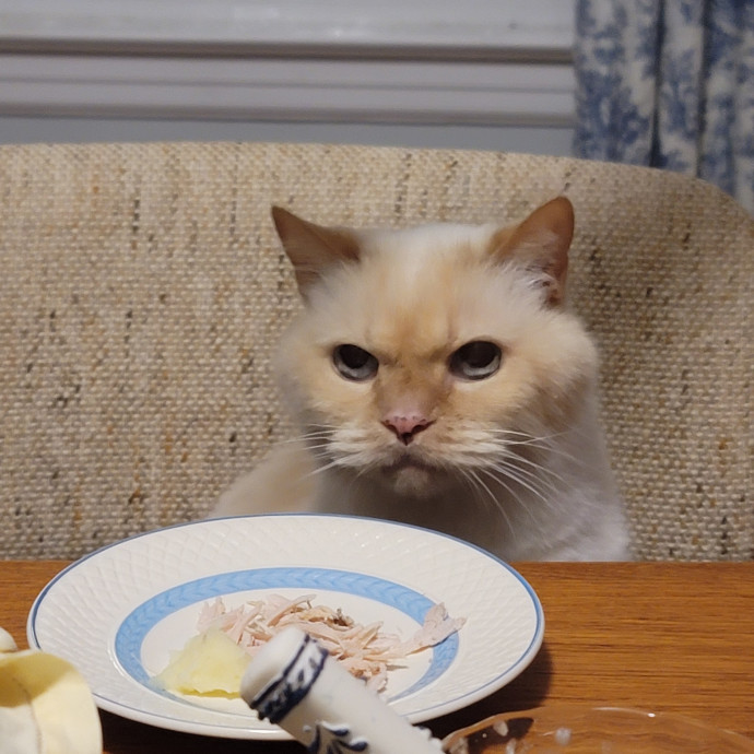 The Meow Monitor