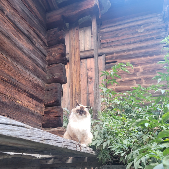 The Meow Monitor