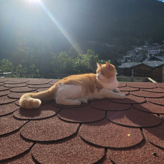 The Meow Monitor