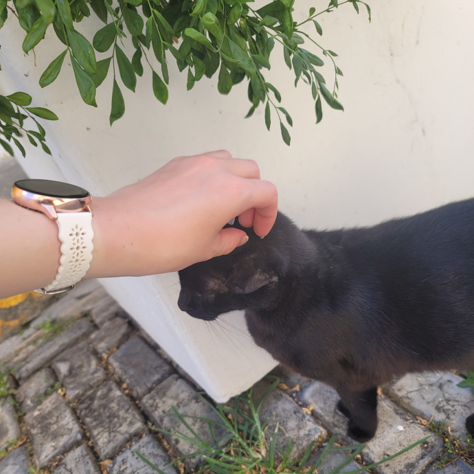 The Meow Monitor