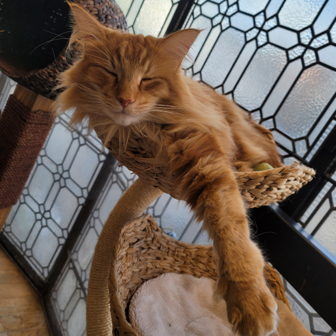 The Meow Monitor