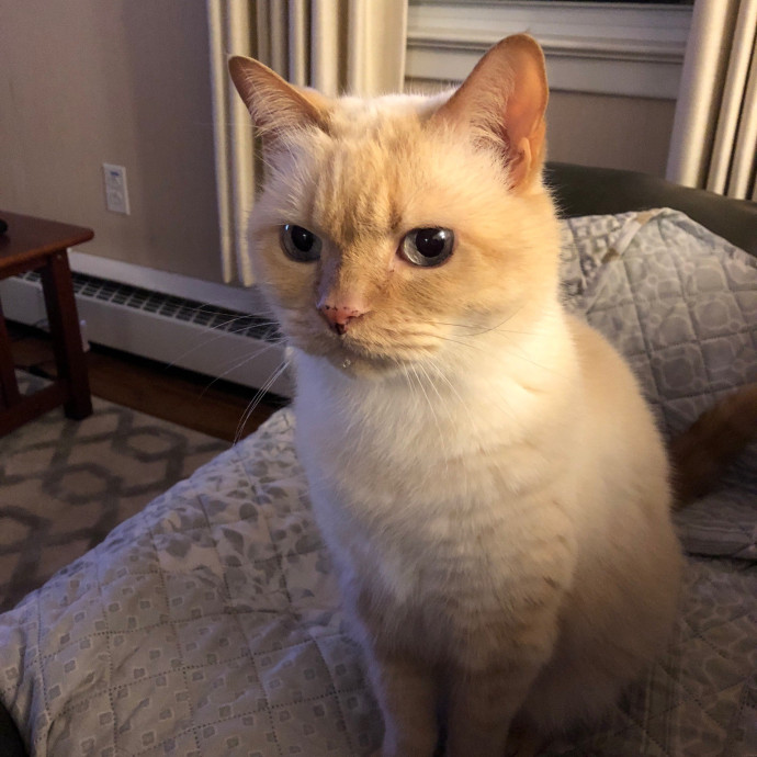The Meow Monitor