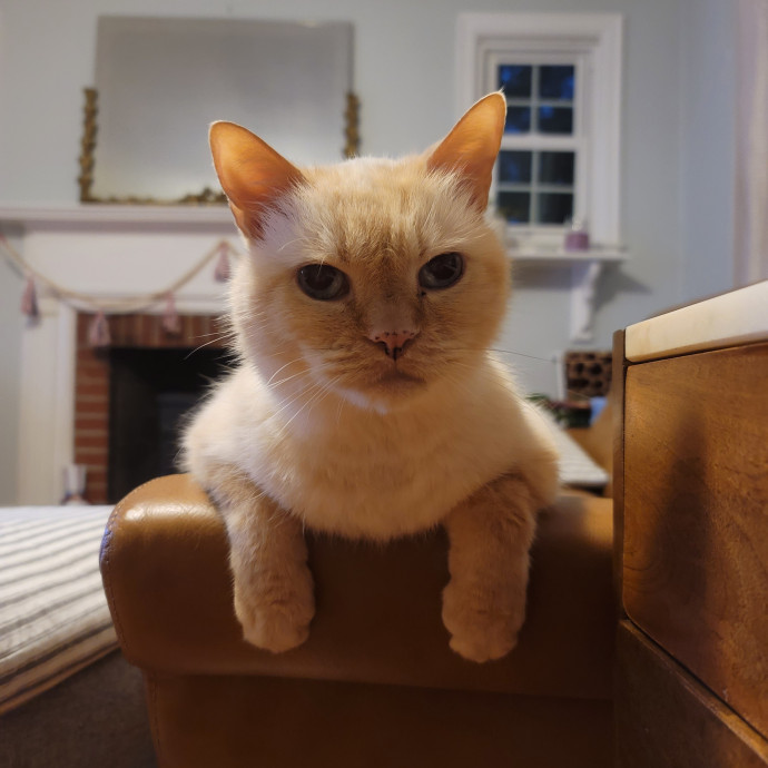 The Meow Monitor