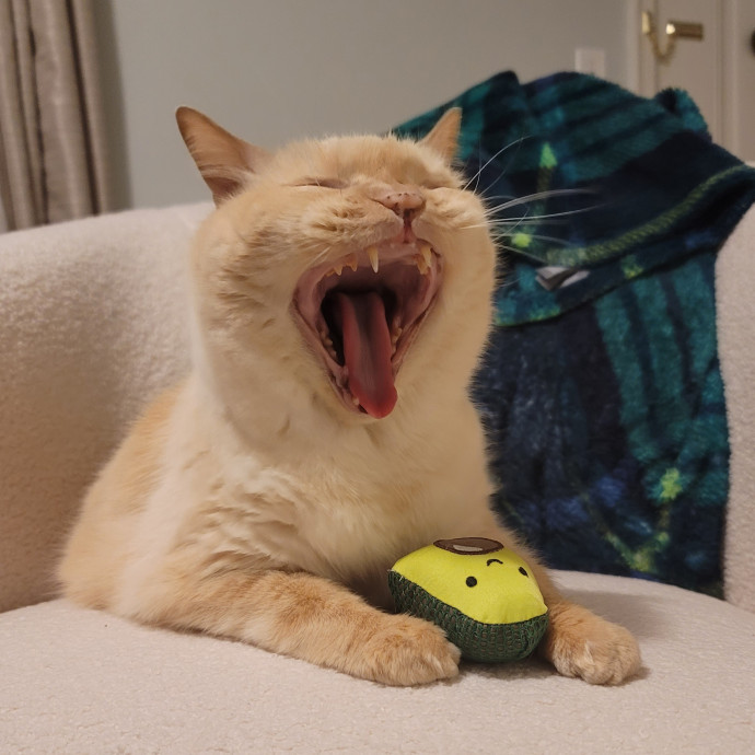 The Meow Monitor photo 3