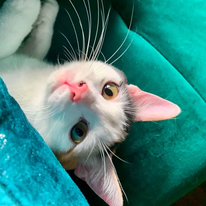 The Cat Tree Of Life