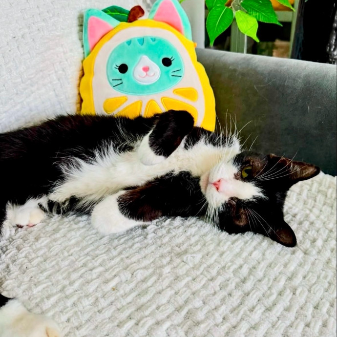 The Cat Tree Of Life photo 3