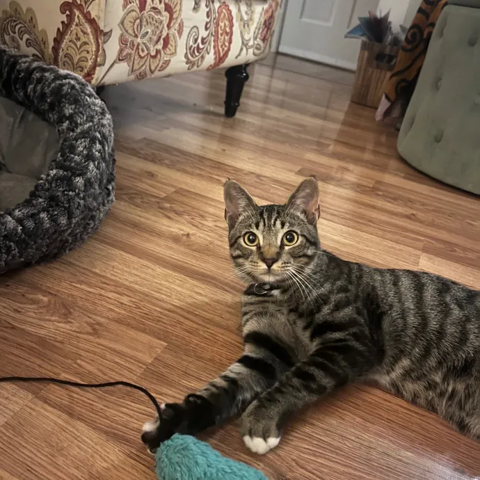 Patient Care For Shy And Sensitive Cats