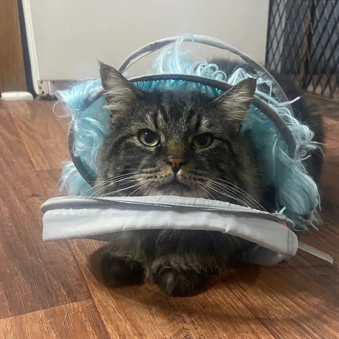 Patient Care For Shy And Sensitive Cats