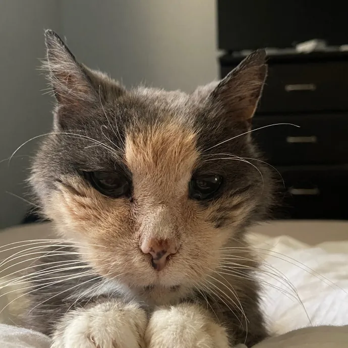 Patient Care For Shy And Sensitive Cats