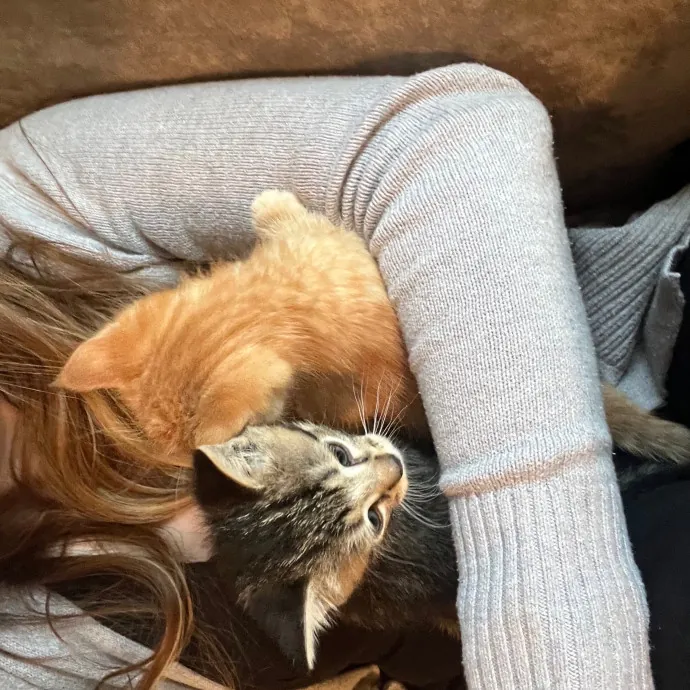 Patient Care For Shy And Sensitive Cats