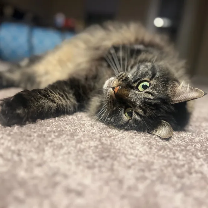 Patient Care For Shy And Sensitive Cats