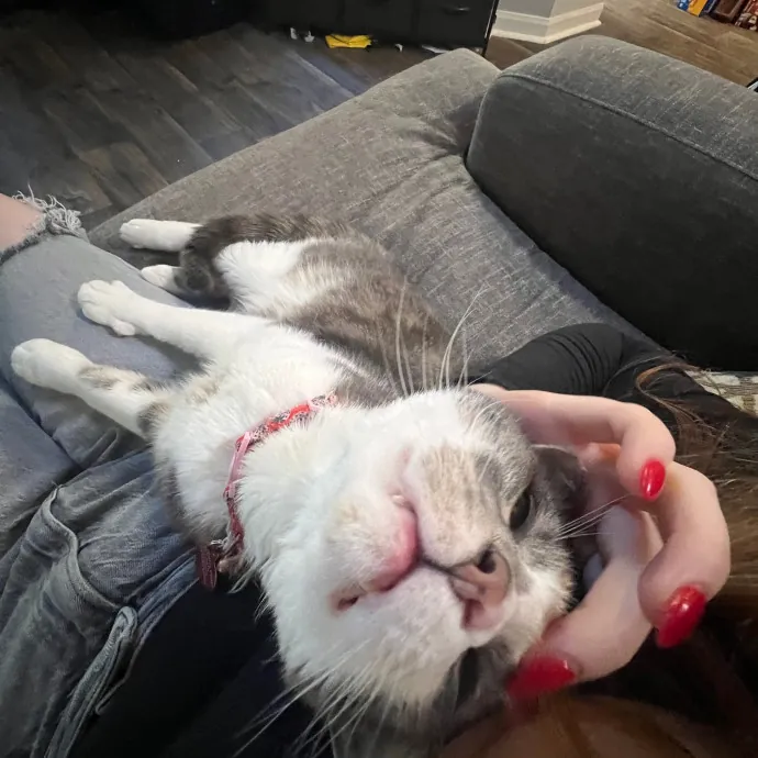 Patient Care For Shy And Sensitive Cats
