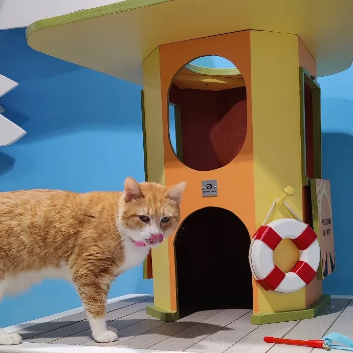 Fear Free Certified Cat Sitter