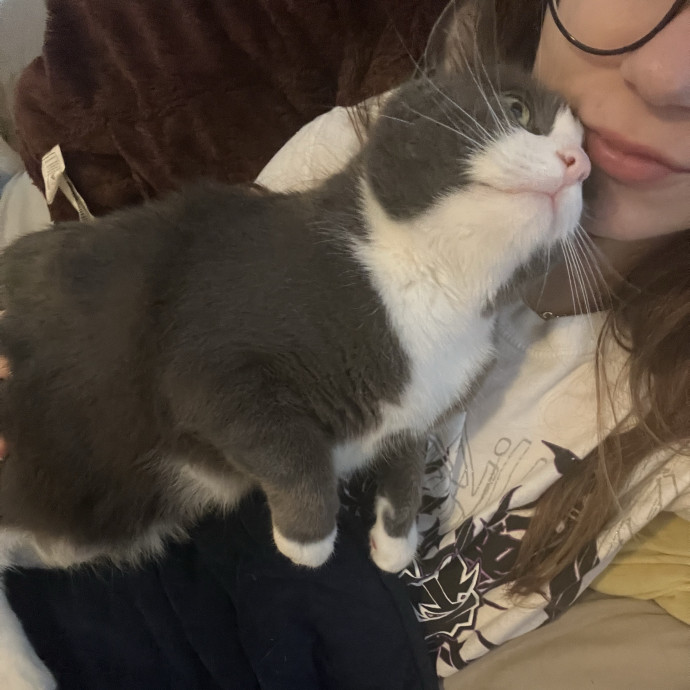 Calm Caring And Trustworthy Cat Sitter