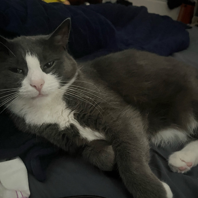 Calm Caring And Trustworthy Cat Sitter