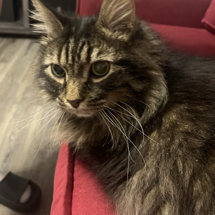 Calm Caring And Trustworthy Cat Sitter photo 2