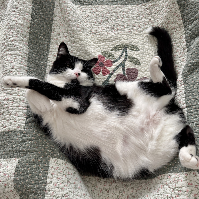Purrsonal Cat Concierge