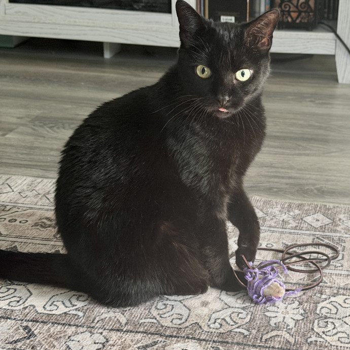 Purrsonal Cat Concierge photo 3