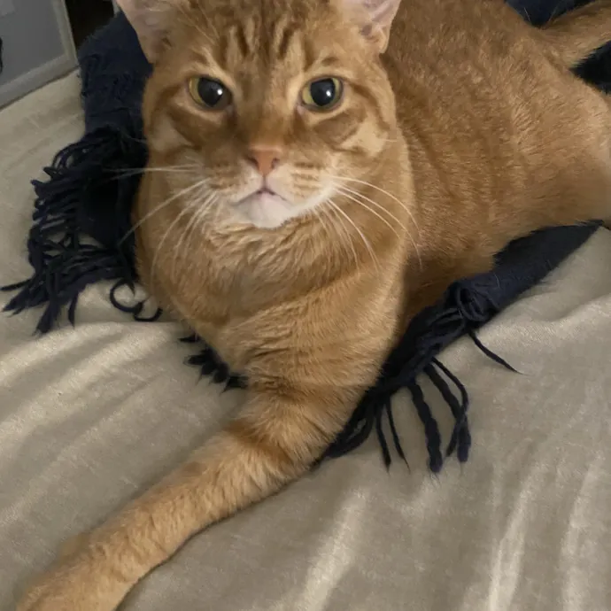 Cat Mom That Spoils Them