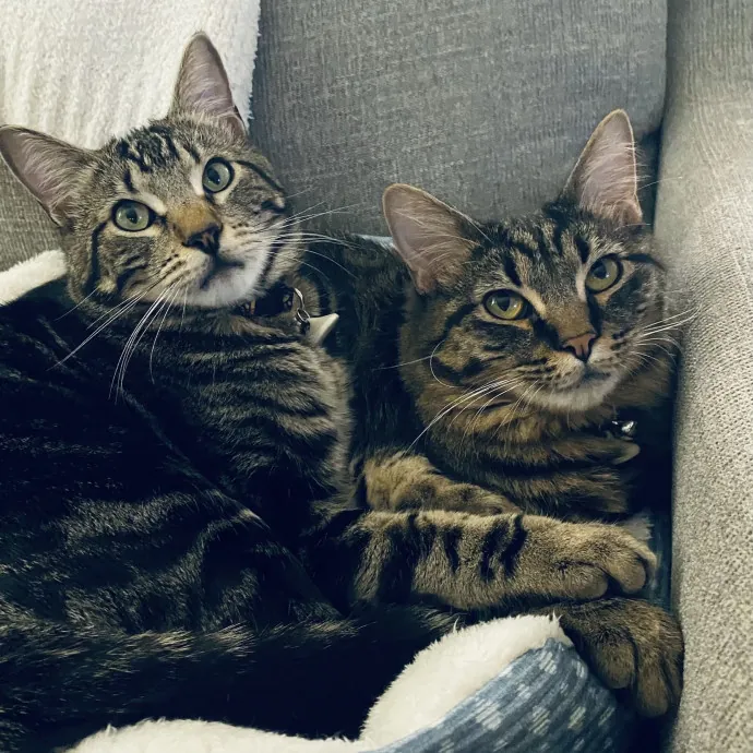 Cat Mom That Spoils Them