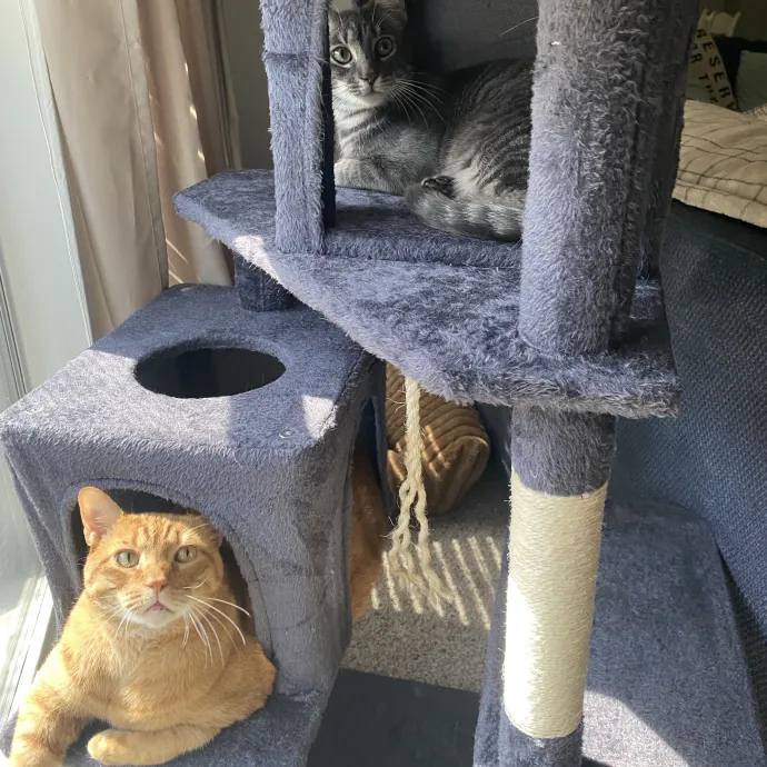 Cat Mom That Spoils Them