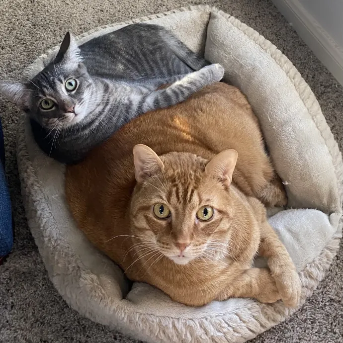 Cat Mom That Spoils Them