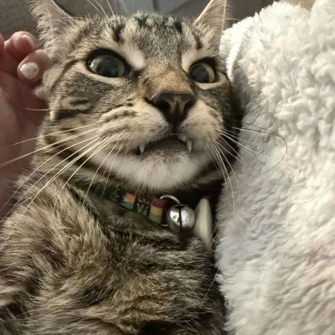 Cat Mom That Spoils Them