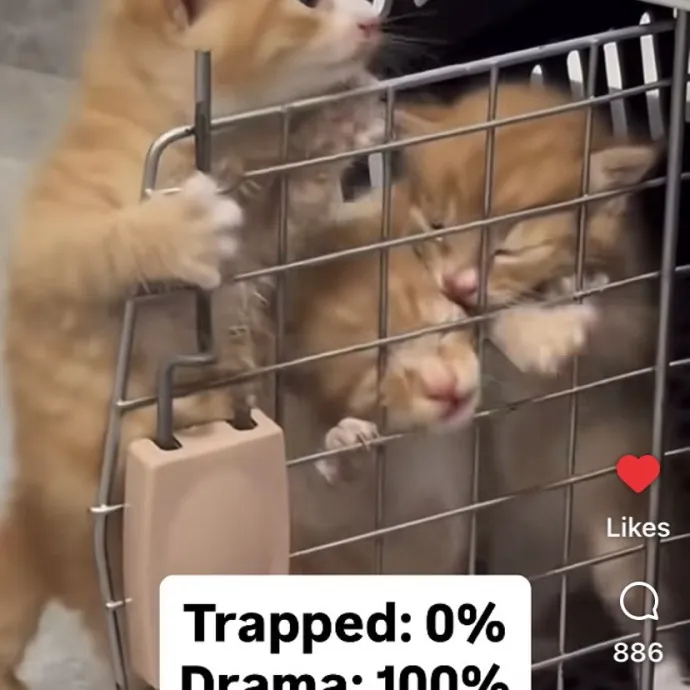 Cat Mom That Spoils Them