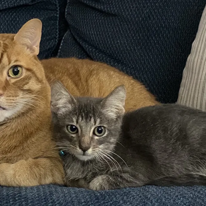 Cat Mom That Spoils Them
