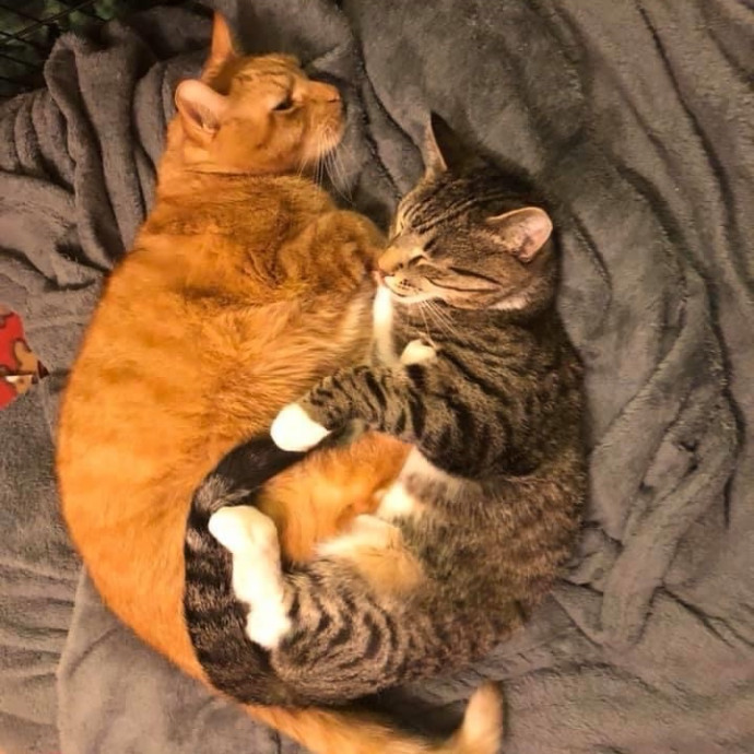 Loving Cat Sitter W Med Experience photo 3