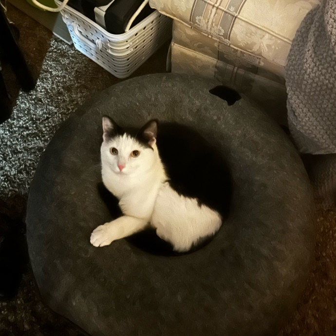 Loving Cat Sitter W Med Experience photo 2