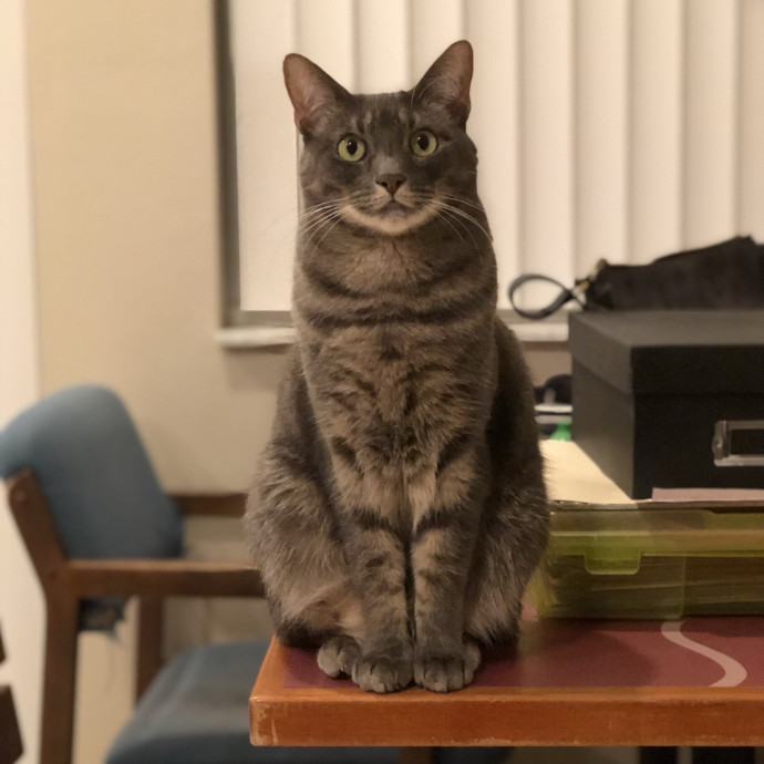 Your Cat's Calm Trusted Companion