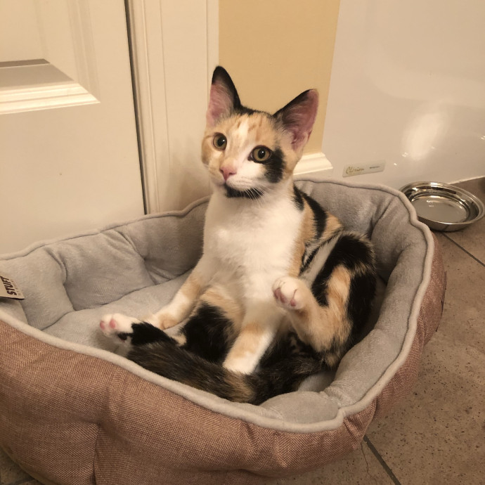 Your Cat's Calm Trusted Companion