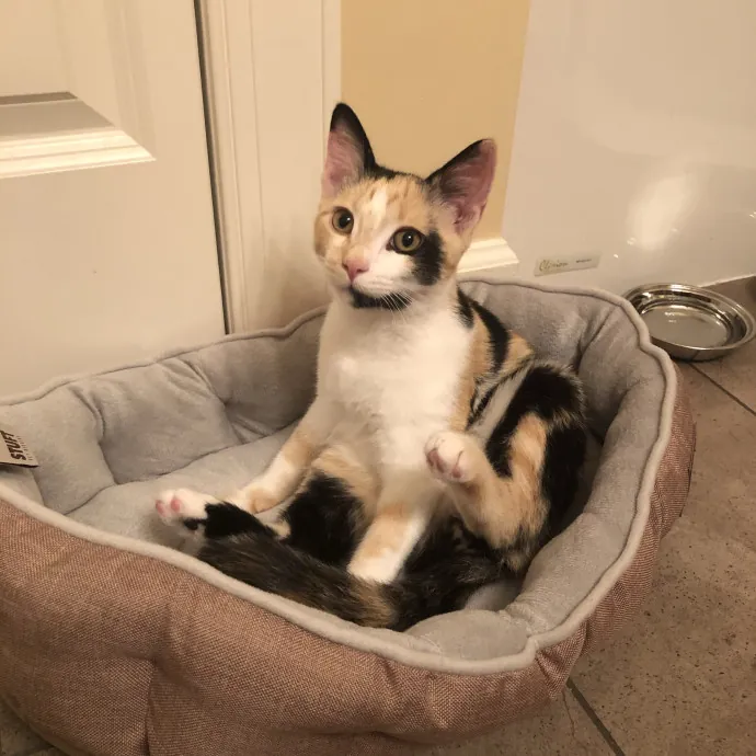 Your Cat's Calm Trusted Companion